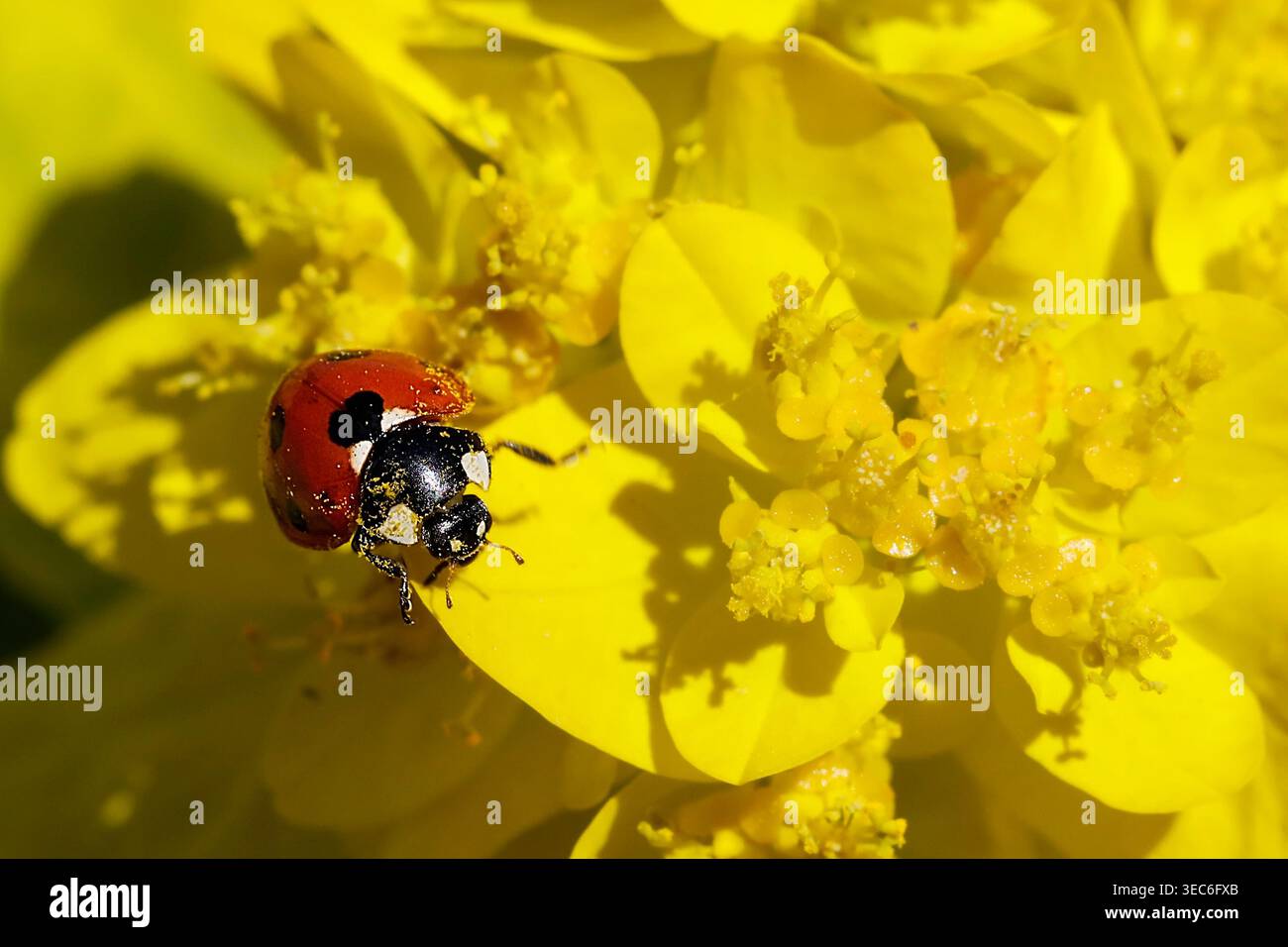 Coccinella septempunctata rossa a sette macchie che poggia sul fiore giallo brillante Foto Stock