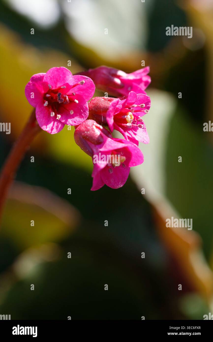 Primo piano dei vibranti fiori di Magenta Bergenia che sbocciano in un giardino primaverile Foto Stock