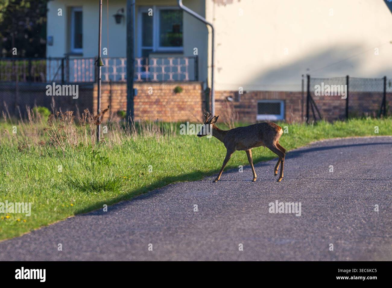 Una roebuck sta attraversando una strada ai margini di un villaggio Foto Stock
