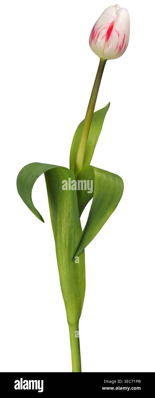Fiore singolo di tulipani rosso e bianco isolato su sfondo bianco Foto Stock