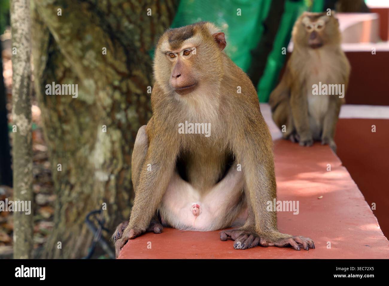 **La scimmia pigra sbadiglia e si rilassa a Monkey Hill, Phuket, Thailandia, godendosi un momento di pace nel suo habitat naturale tropicale sulle colline oggi a riposo Foto Stock
