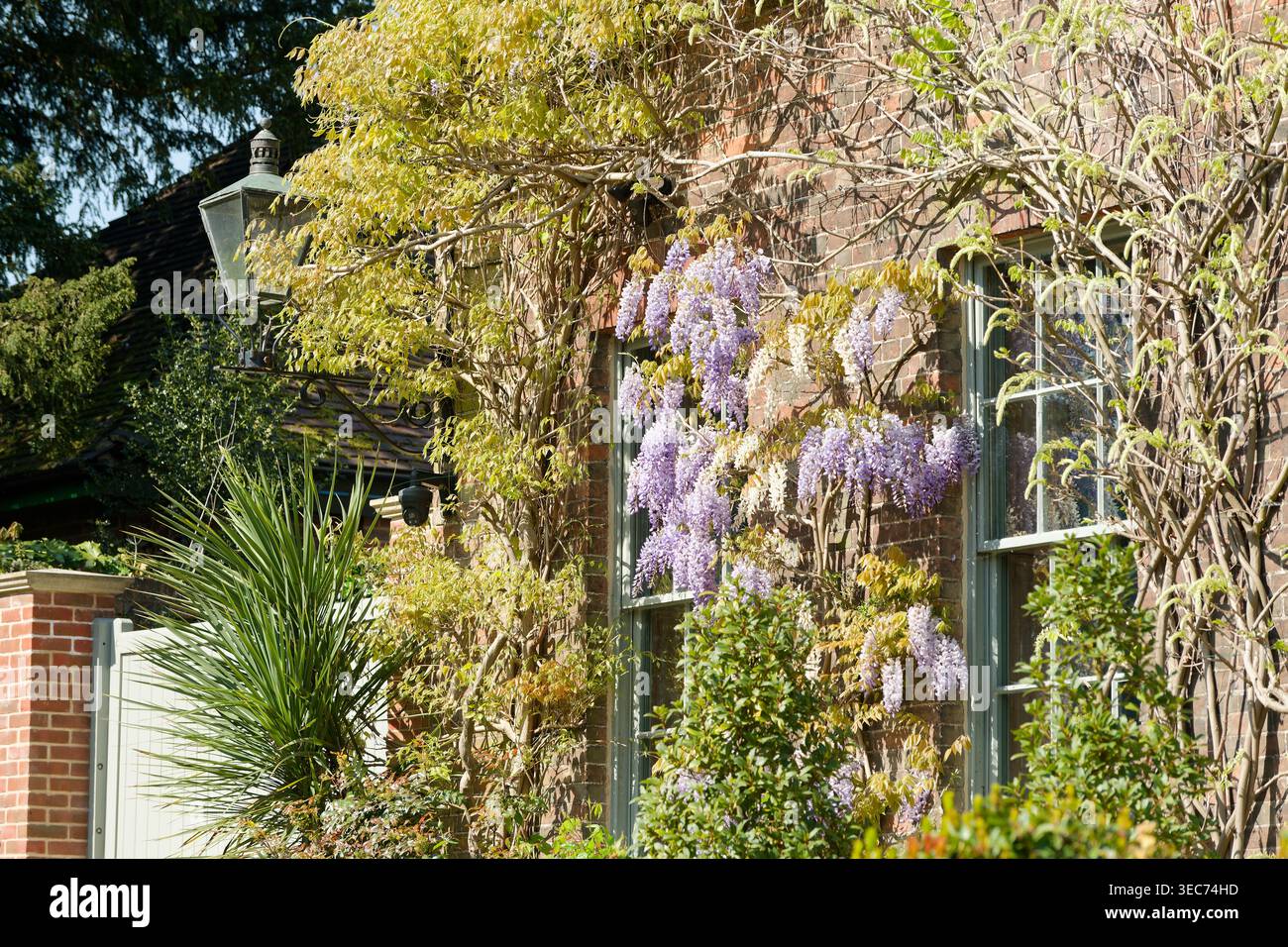 I fiori di Wisteria si aprono alla fine di aprile nel Regno Unito. Foto Stock