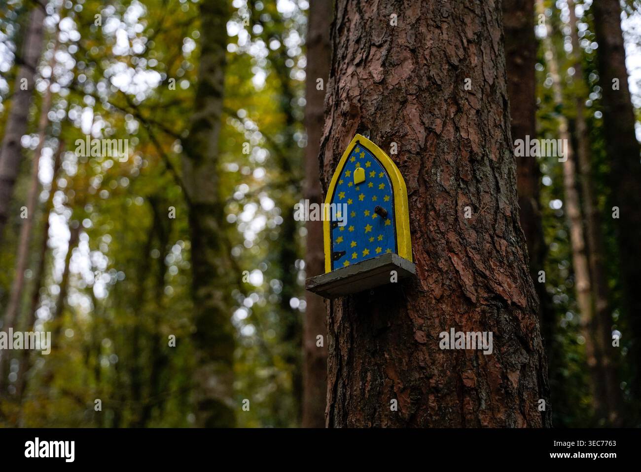 Porta delle fate blu con stelle gialle sul tronco dell'albero Belleek Woods Irlanda Foto Stock