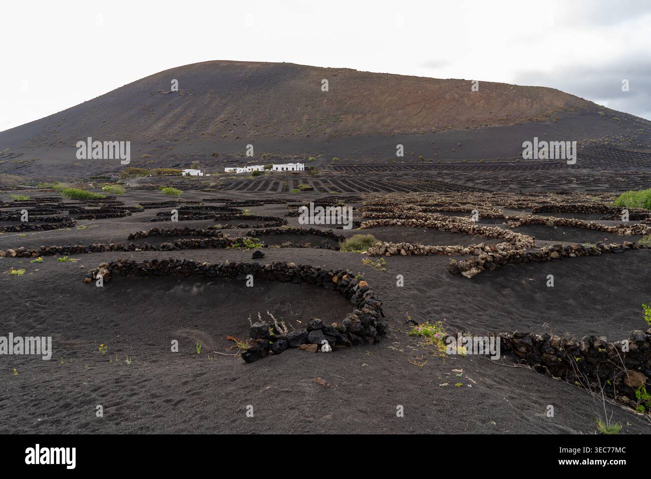 Un paesaggio di vigneti unico sull'isola vulcanica di Lanzarote, con bassi muri di pietra che proteggono i vigneti. Foto Stock