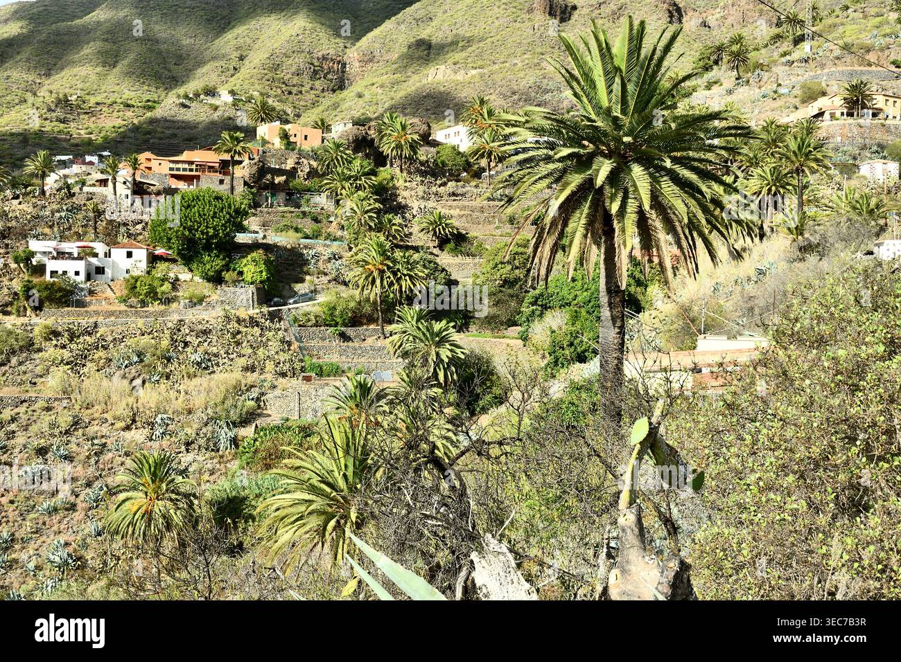 Architettura tradizionale a terrazze e palme Phoenix canariensis nello storico villaggio di Masca, massiccio del Teno, Tenerife, Isole Canarie, Spagna Foto Stock