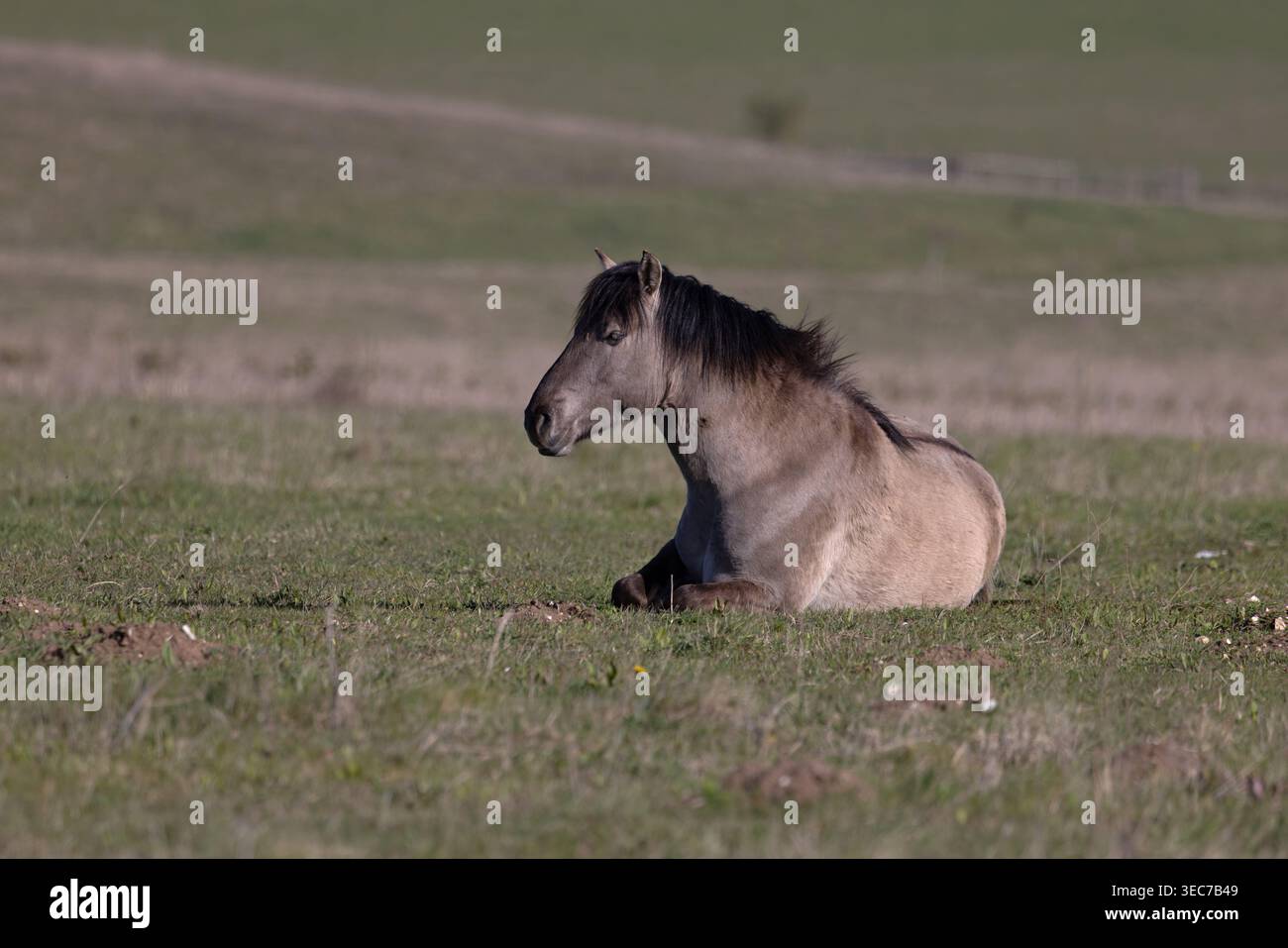 Konik Pony (Equus ferus caballus) Norfolk aprile 2026 Foto Stock