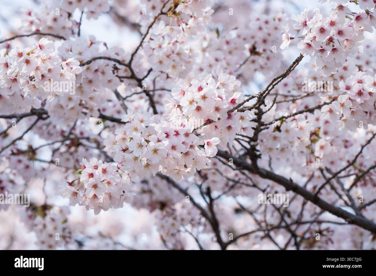 Primo piano dei fiori di ciliegio giapponese rosa a Tokyo in Giappone Foto Stock