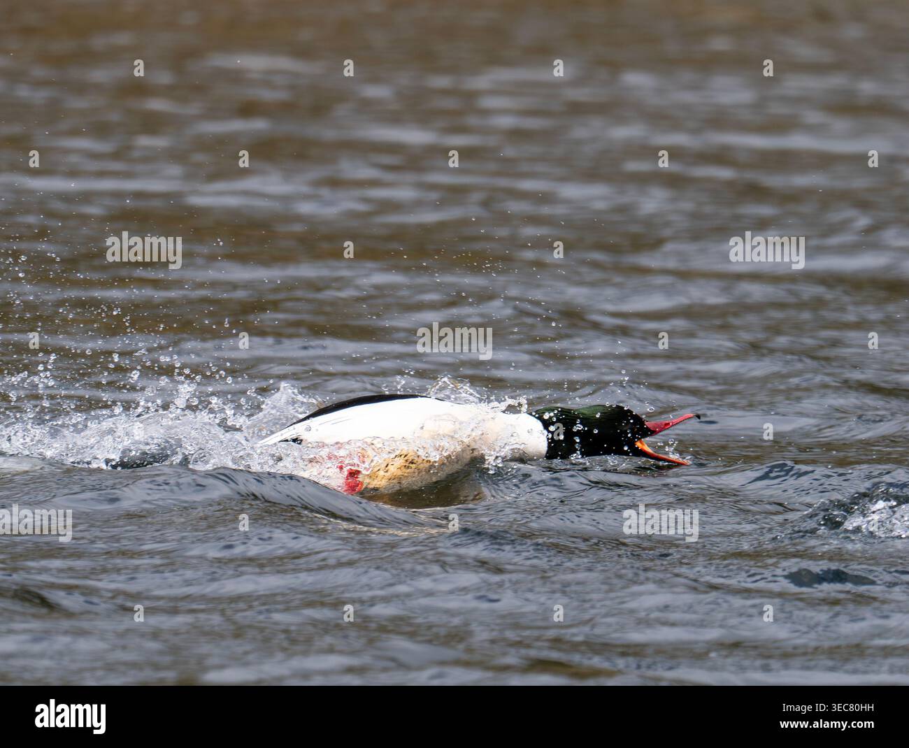 Mergus merganser, un Goosander maschio, insegue un rivale in primavera sul fiume Brathay ad Ambleside, Lake District, Regno Unito. Foto Stock