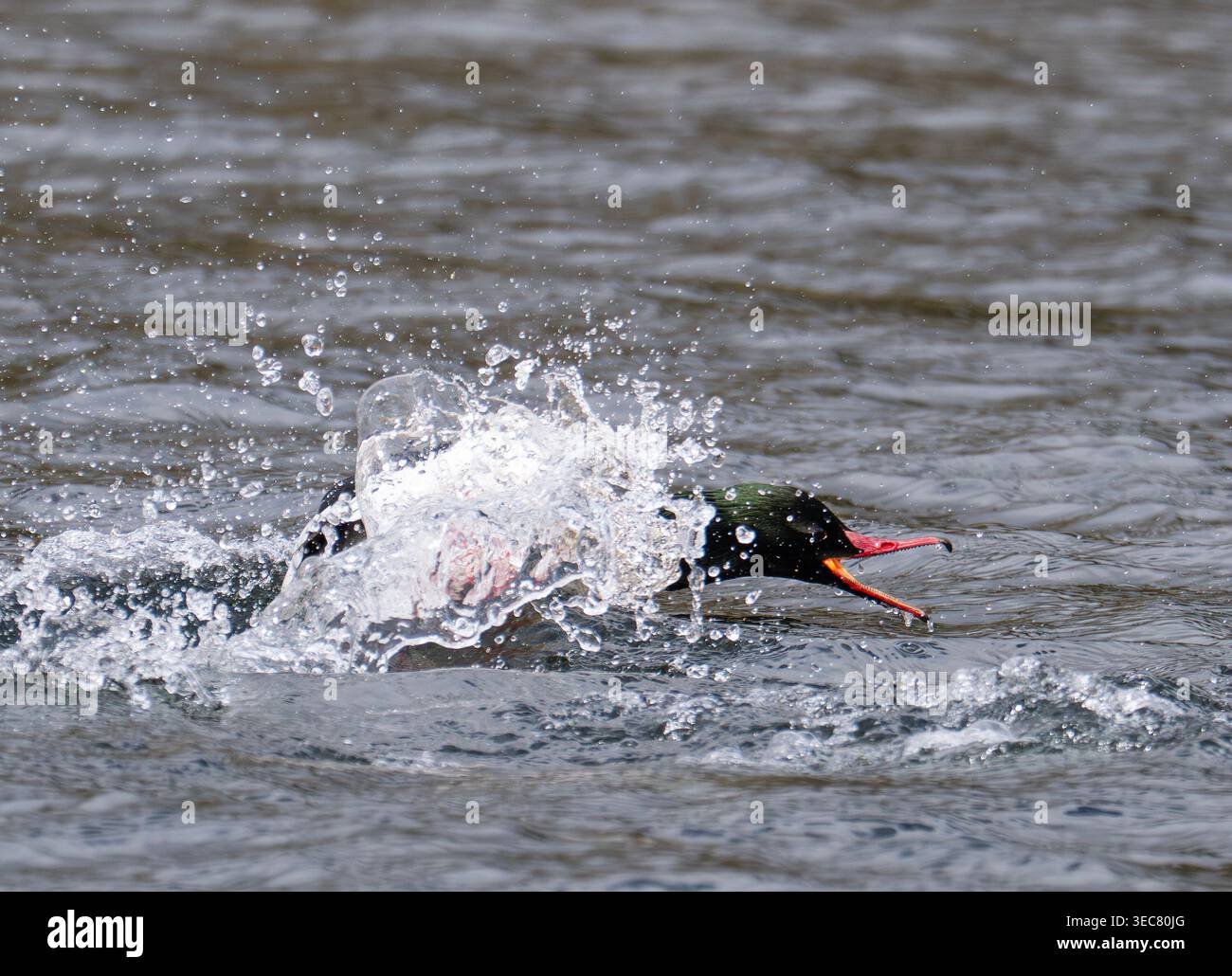 Mergus merganser, un Goosander maschio, insegue un rivale in primavera sul fiume Brathay ad Ambleside, Lake District, Regno Unito. Foto Stock