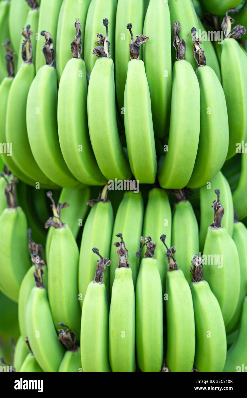 La Musa acuminata (Cavendish banana Bunch) è una piccola pianta di banane verdi biologiche che cresce in un frutteto tropicale, con un bellissimo motivo naturale di banane crude Foto Stock