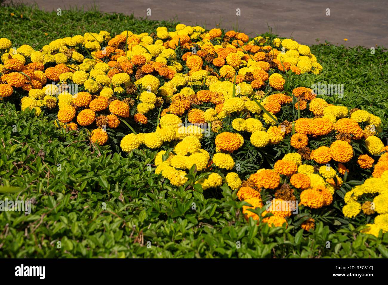 Le calendule illuminate dal sole fioriscono in vibranti gialli e arance. Formano un'allegra e densa aiuole accanto all'erba verde. Foto Stock