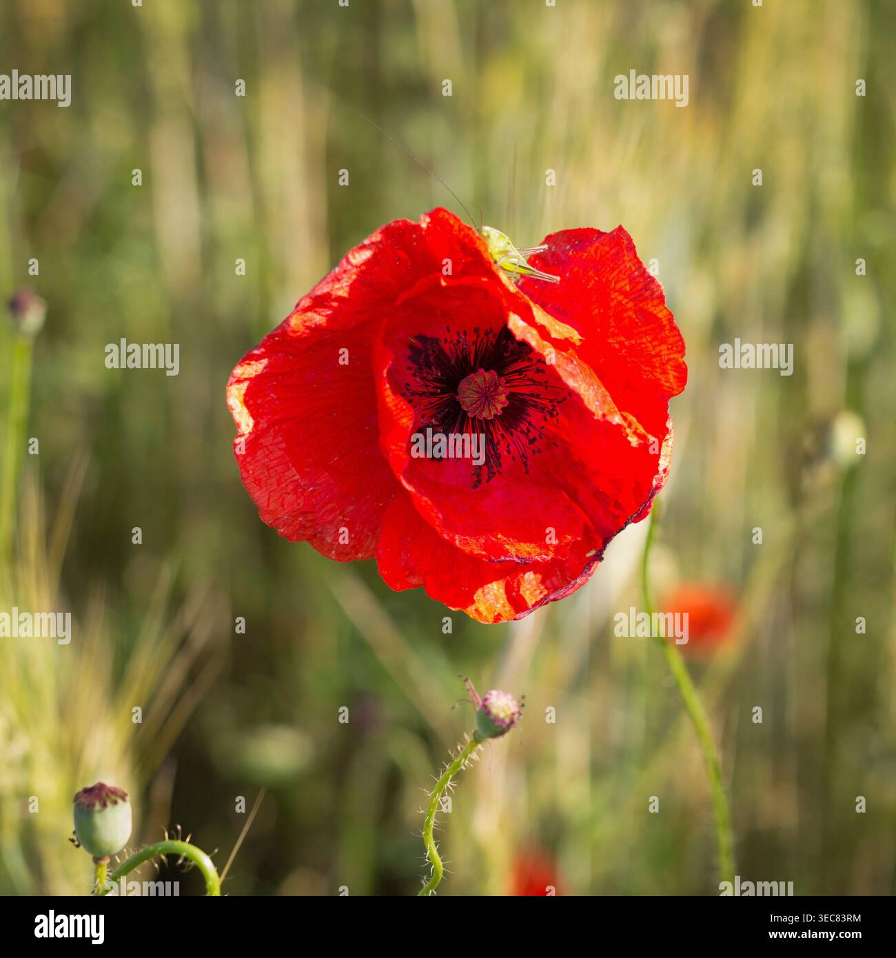 Un unico papavero rosso vivace con una messa a fuoco nitida e un piccolo insetto verde sui petali. Lo sfondo è un bokeh con messa a fuoco morbida di un campo dorato illuminato dal sole. PEAC Foto Stock