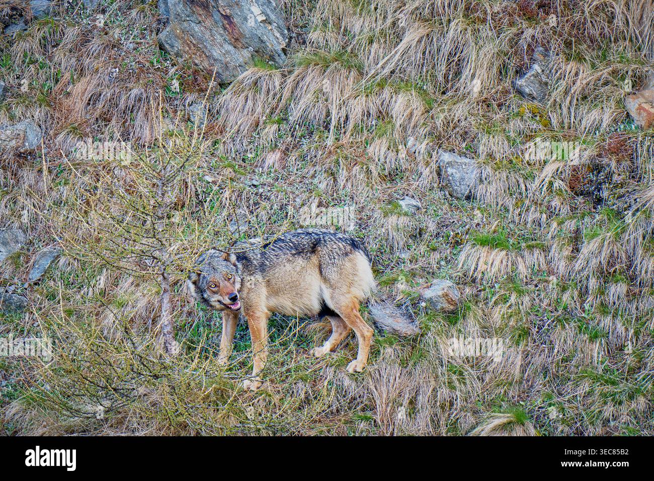 Lupo selvatico che cammina attraverso la vegetazione alpina in Valchiavenna, Lombardia, Italia Foto Stock