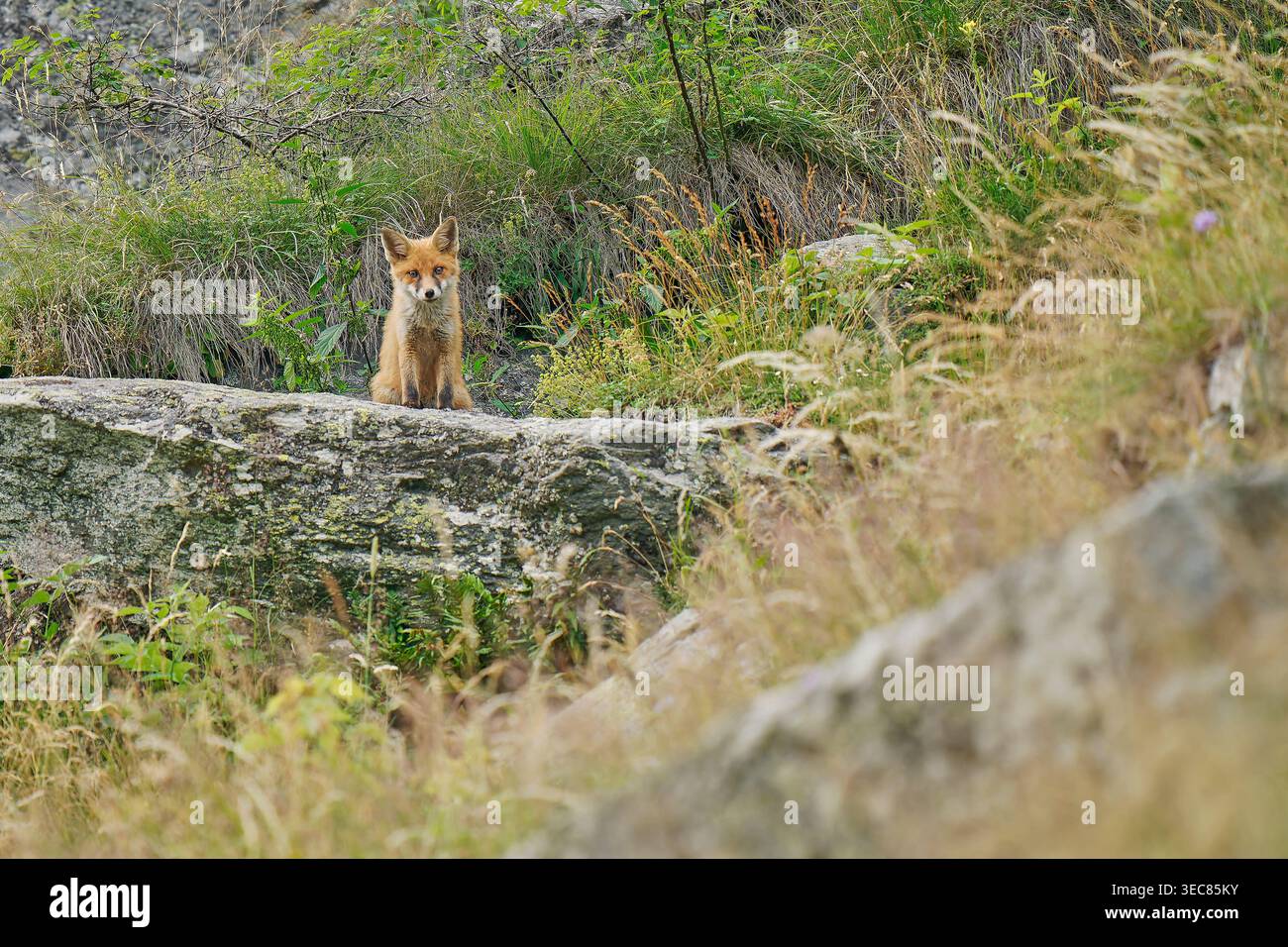 Giovane volpe rossa seduta su un terreno roccioso alpino in Valchiavenna, Lombardia, Italia Foto Stock