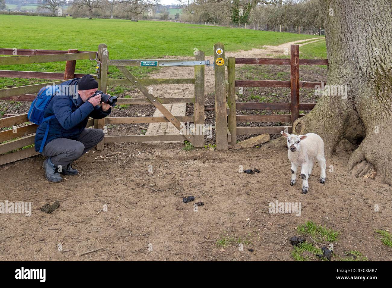 Uomo che scatta foto di agnello, sentiero pubblico, Moreton-in-Marsh, Cotswolds, Inghilterra, gran Bretagna Foto Stock