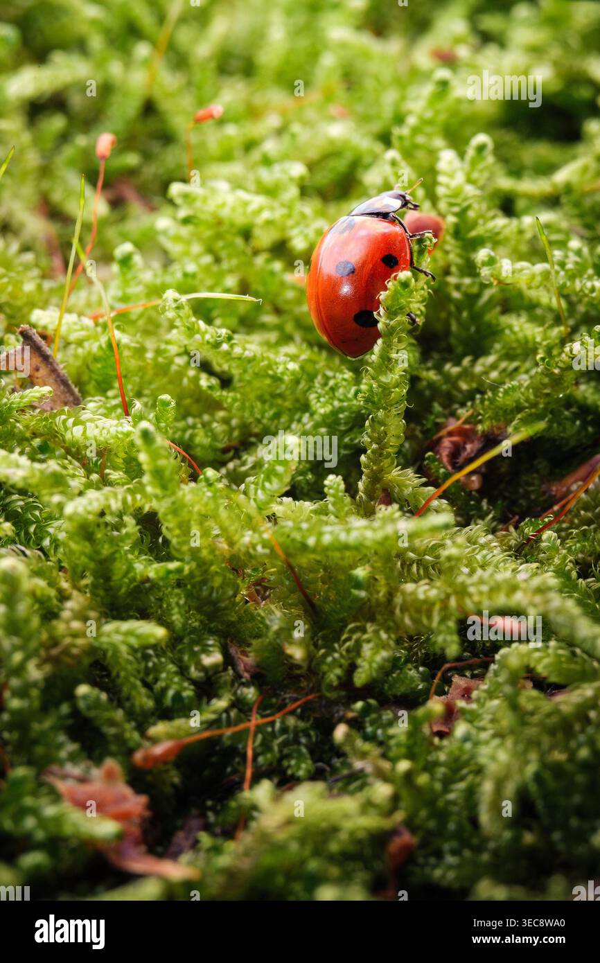 Coccinello sul muschio verde macro, insetto di coccinella rossa nella natura forestale da vicino Foto Stock