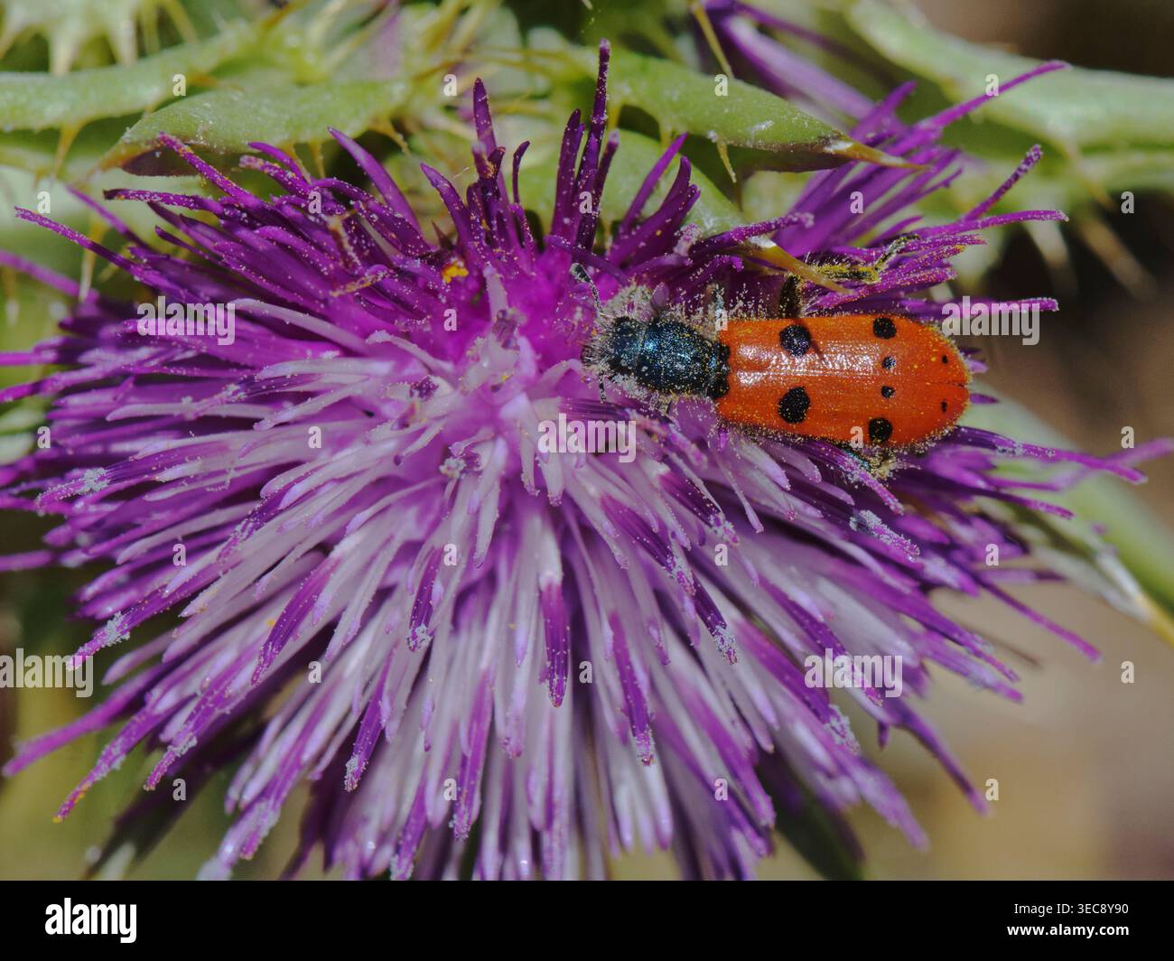 Scarabeo a scacchi a otto macchie (Trichodes octopunctatus) che si nutre di un cardo, la gola di Poquiera, il Parco Nazionale della Sierra Nevada, Spagna. Foto Stock