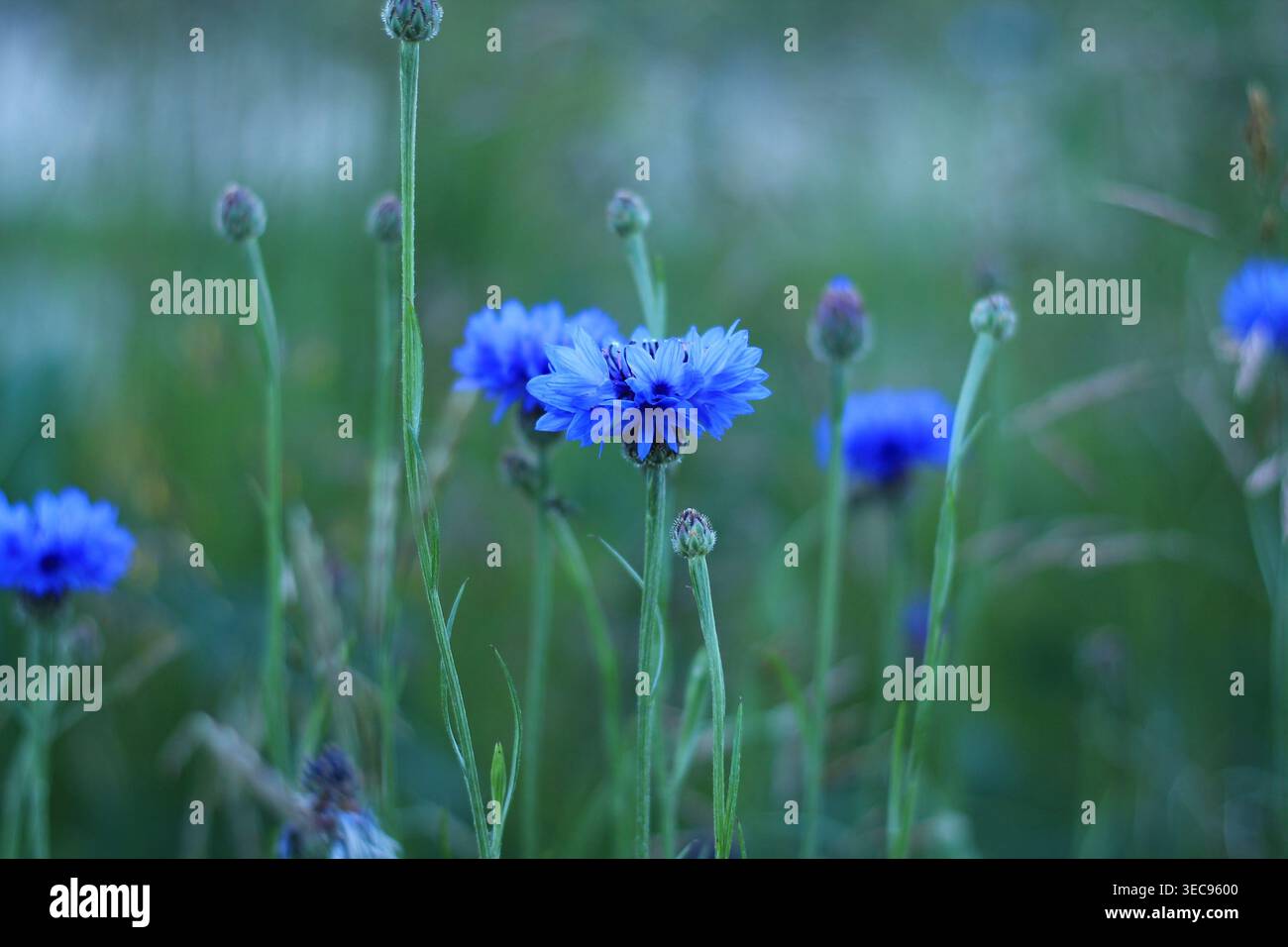 Cornflowers una volta In estate Foto Stock