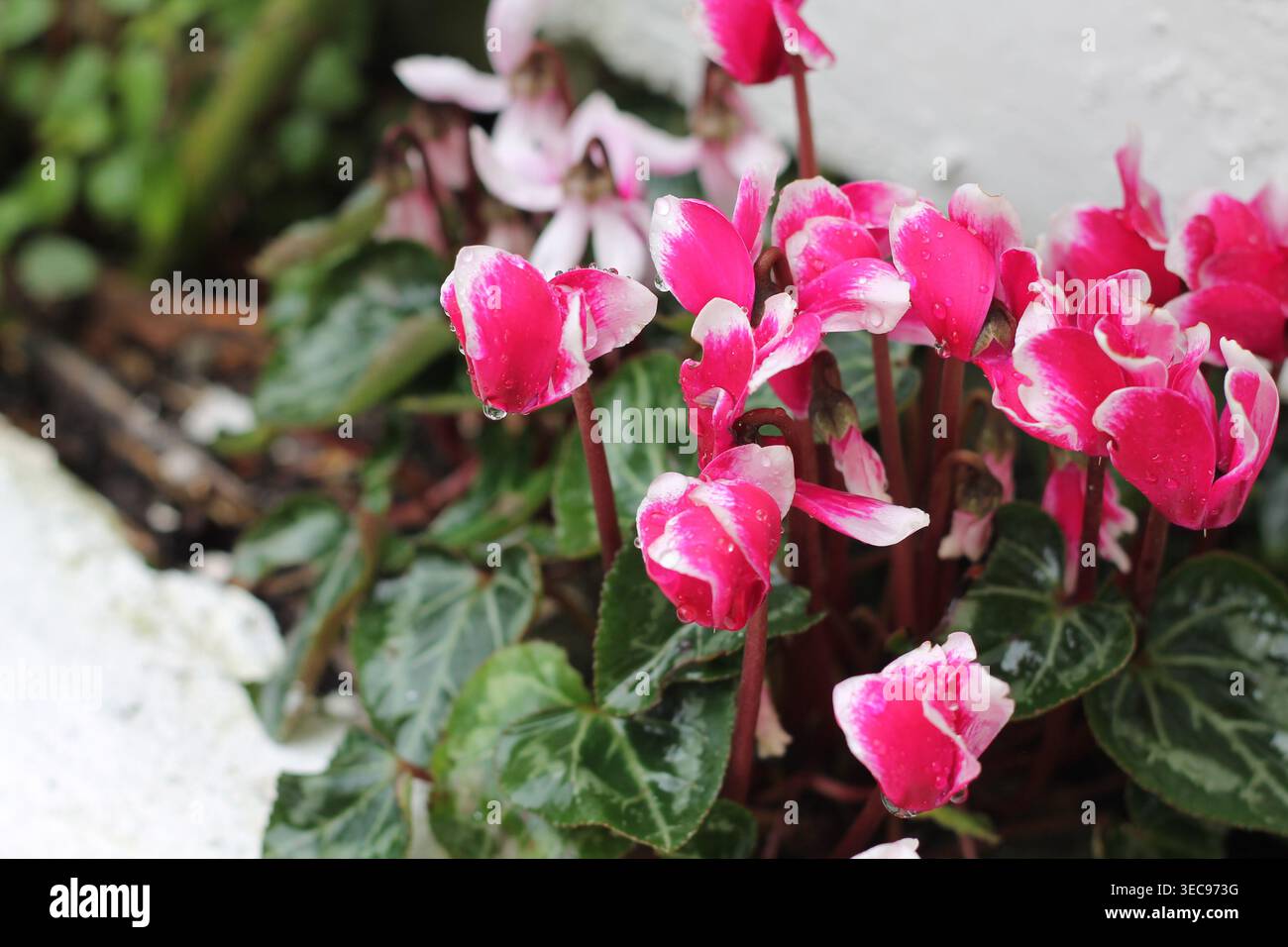 Primo piano dei fiori rosa ciclamini Foto Stock