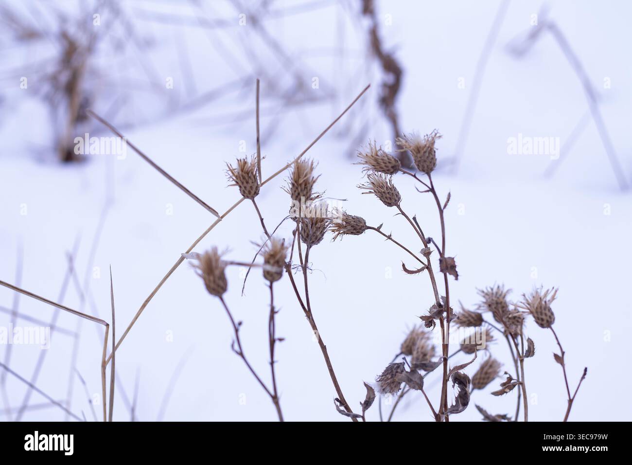Canada Thistle Seed Heads in inverno Foto Stock