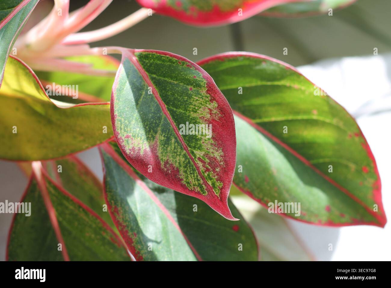 Fogliame Evergreen cinese Siam Aurora Foto Stock