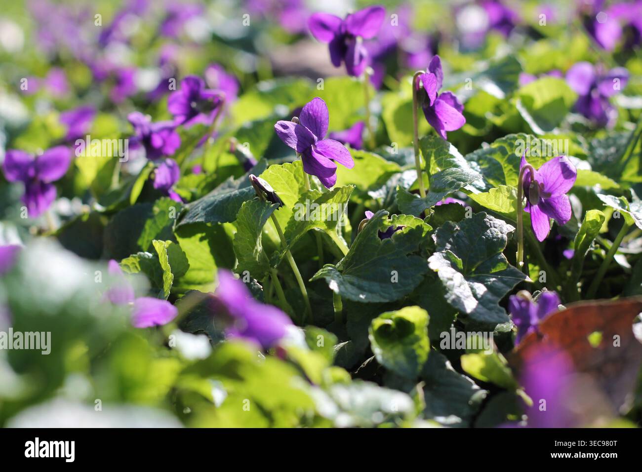 Aiuole di violette dolci viola profonde Foto Stock
