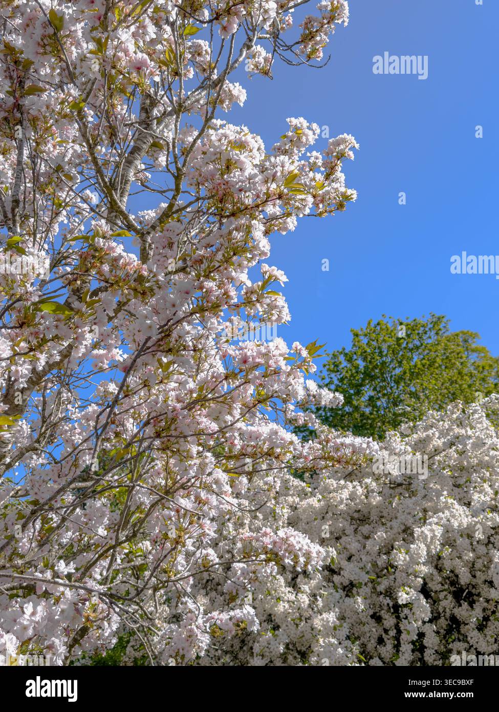I ciliegi Yoshino ricoperti di fiori fiancheggiano la passeggiata dei ciliegi che conduce all'ingresso della Temperate House ai Kew Gardens in una luminosa primavera Foto Stock
