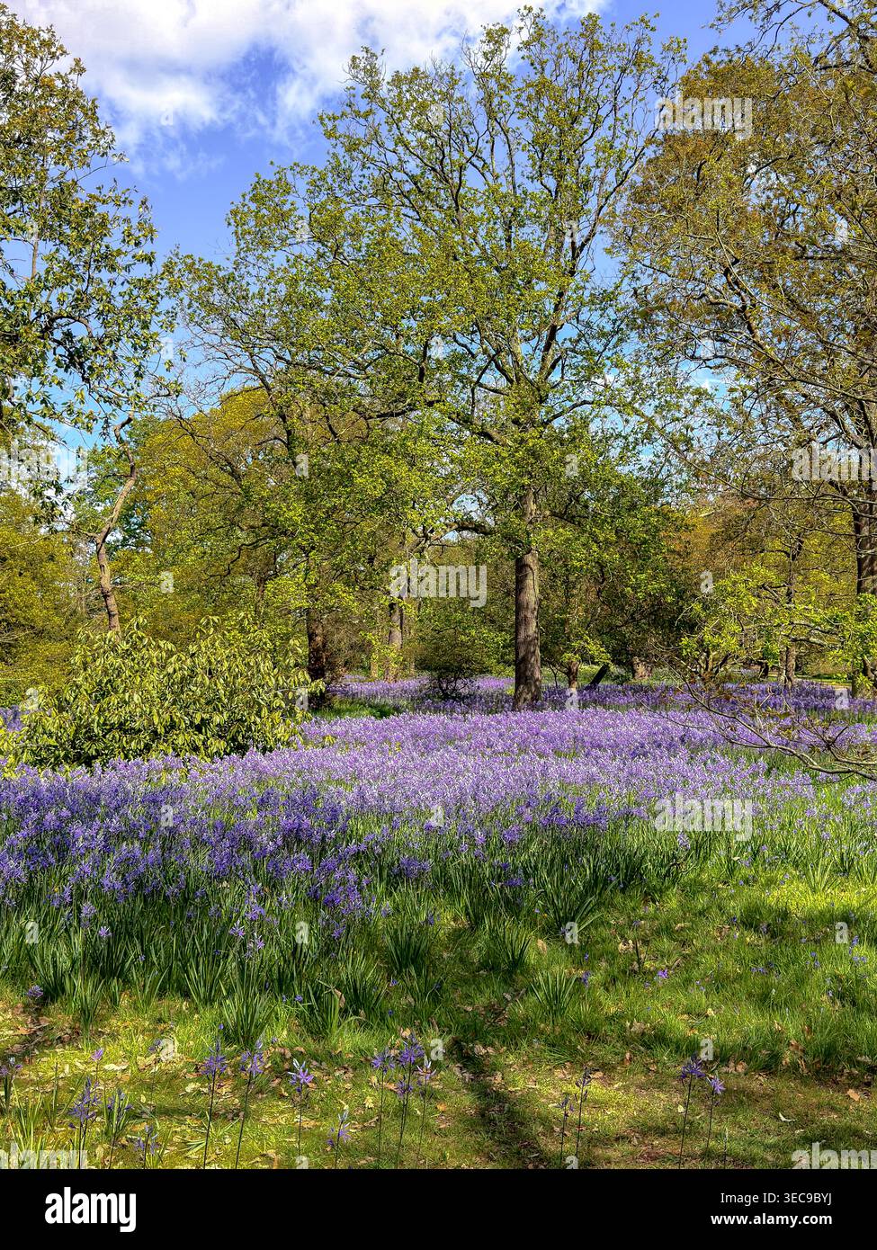 Campanelli inglesi, Hyacinthoides non - scripta, tappano il pavimento del bosco in una soleggiata giornata primaverile ai Royal Botanic Gardens di Kew, Londra Foto Stock