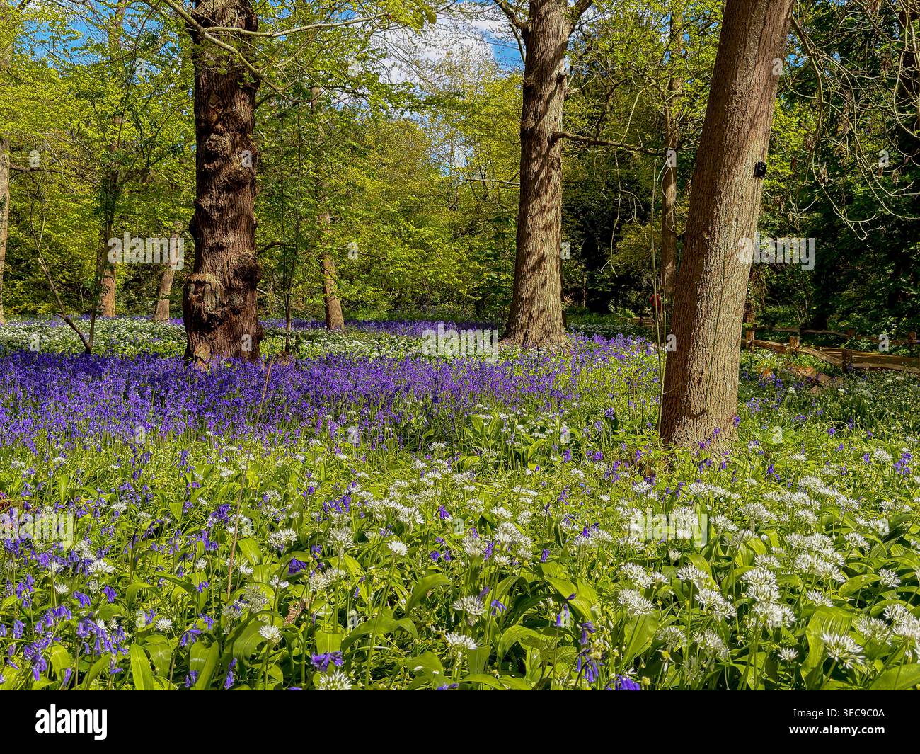 Campanelli inglesi, Hyacinthoides non - scripta, tappano il pavimento del bosco in una soleggiata giornata primaverile ai Royal Botanic Gardens di Kew, Londra Foto Stock
