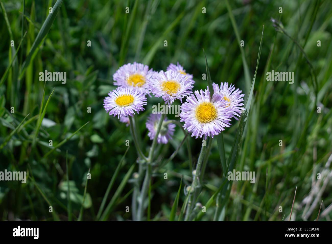 Fiori selvatici della montagna leggermente viola, splendida Fleabane Foto Stock