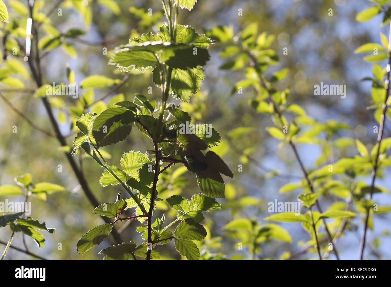 Bramble mora dell'Himalaya giovane e fresco Foto Stock