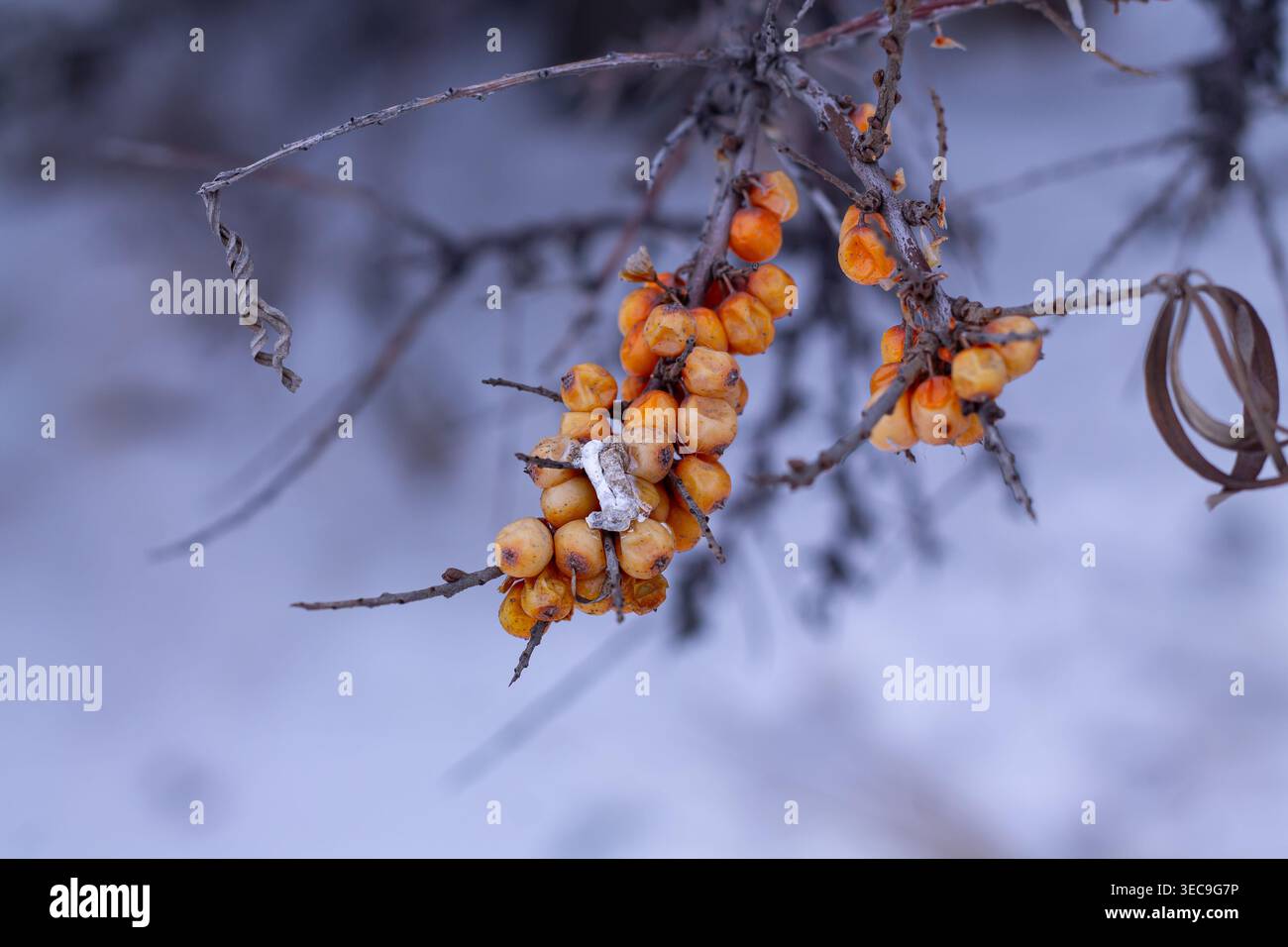 Uccello che cade sulle bacche di Seabuckthorn fonte di cibo Foto Stock