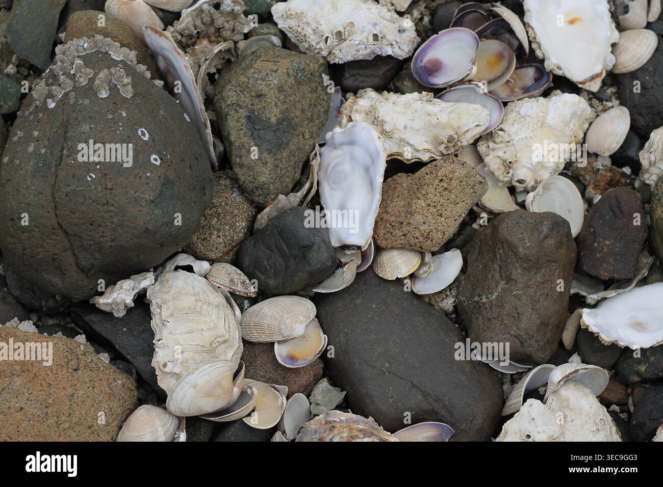 Gusci di ostriche e vongole dure Foto Stock