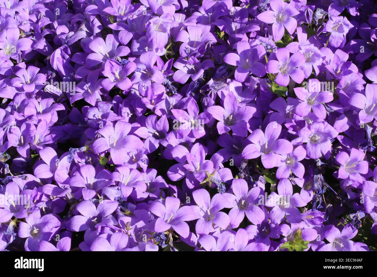 Tappeto viola di Bellflower dalmata Foto Stock