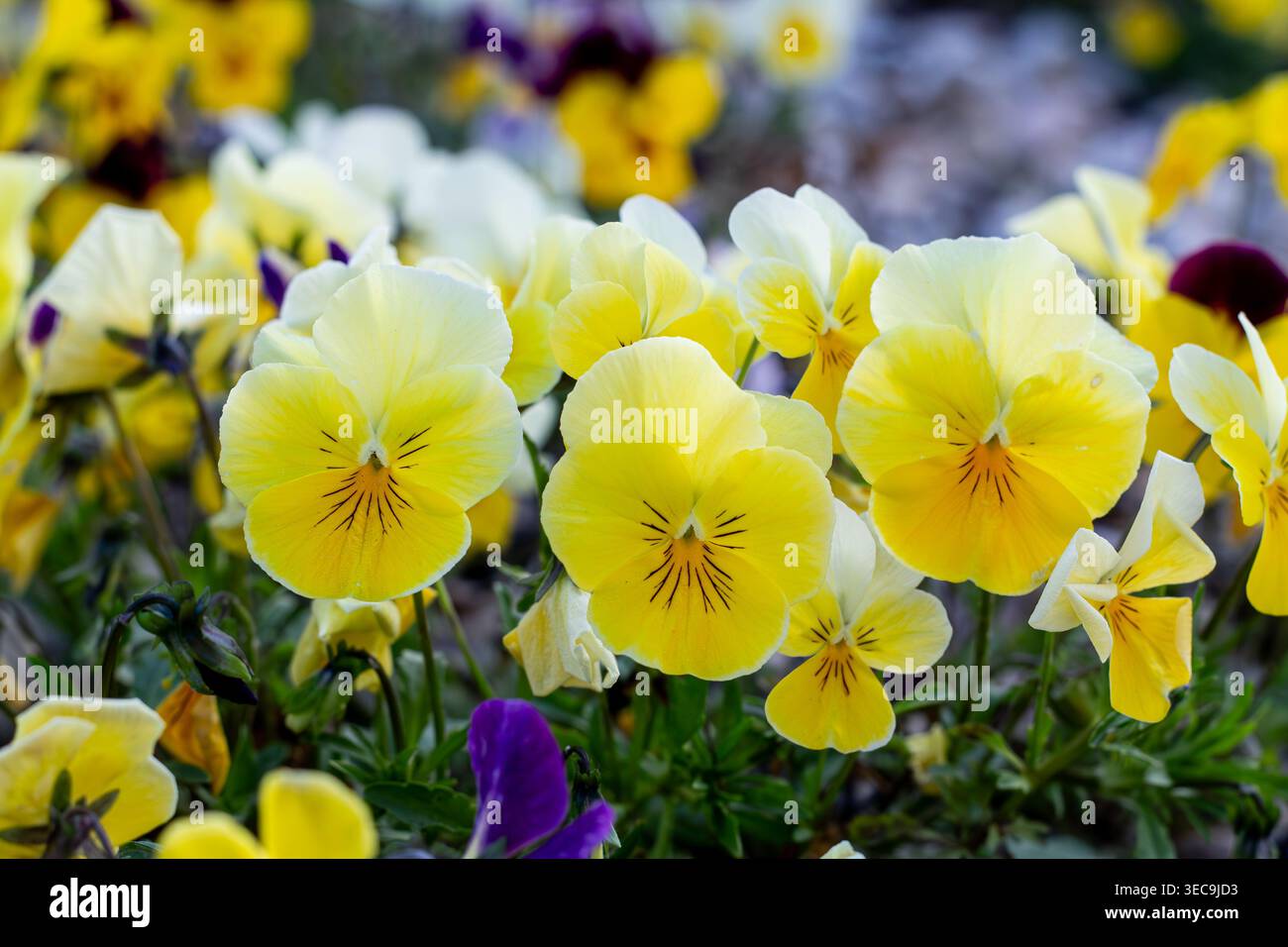 Trio di Sweet Yellow Pansies Foto Stock