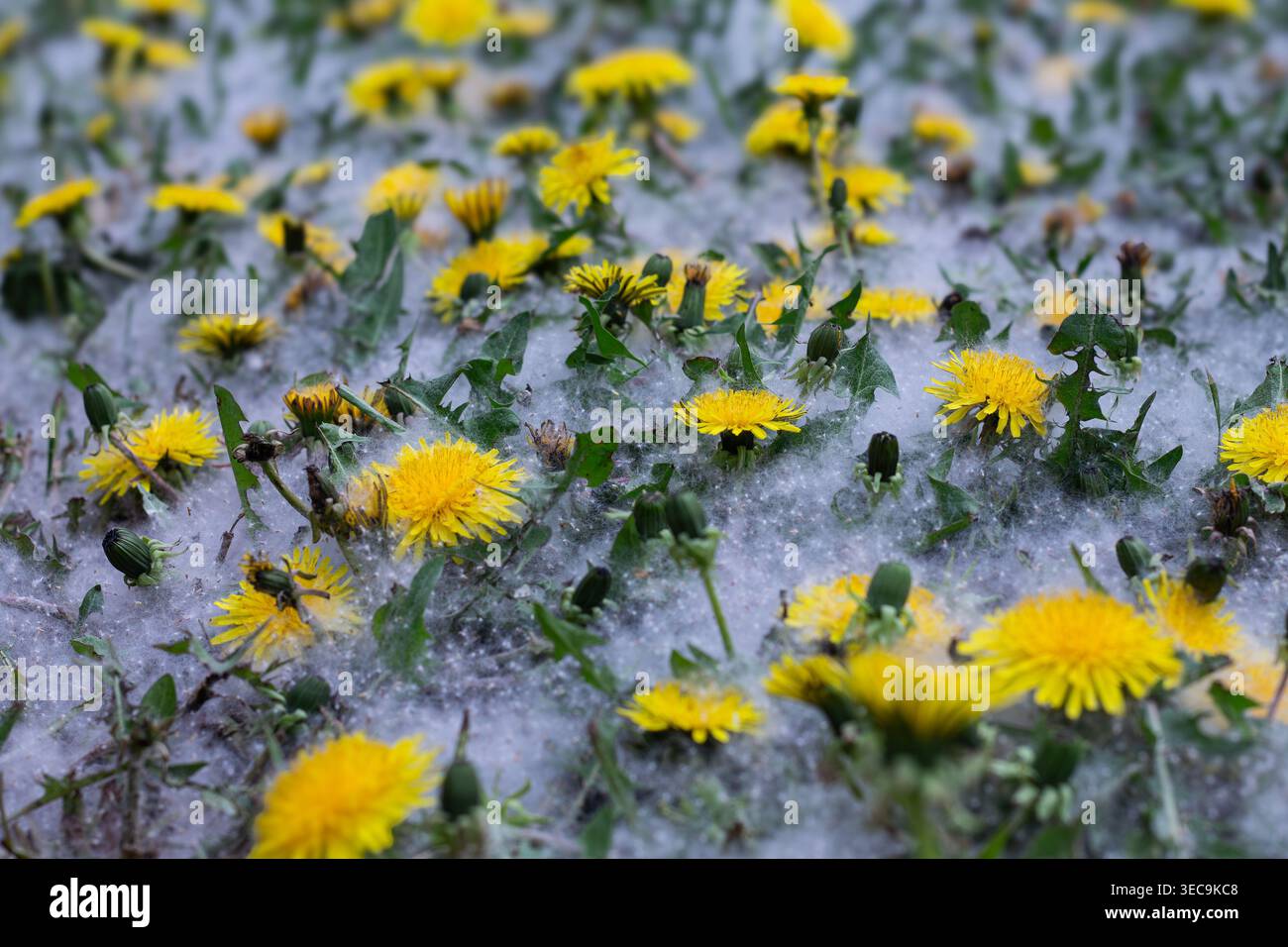 Vista macro dei Dandelions in pioppo Foto Stock
