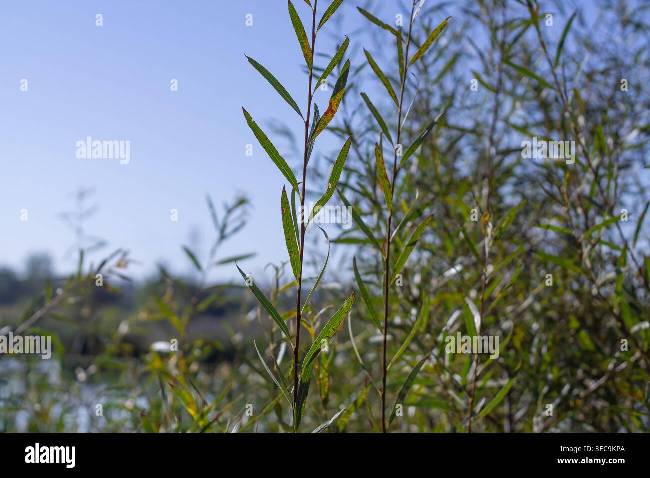 Sandbar Willow all'interno di Un laghetto tempesta Foto Stock