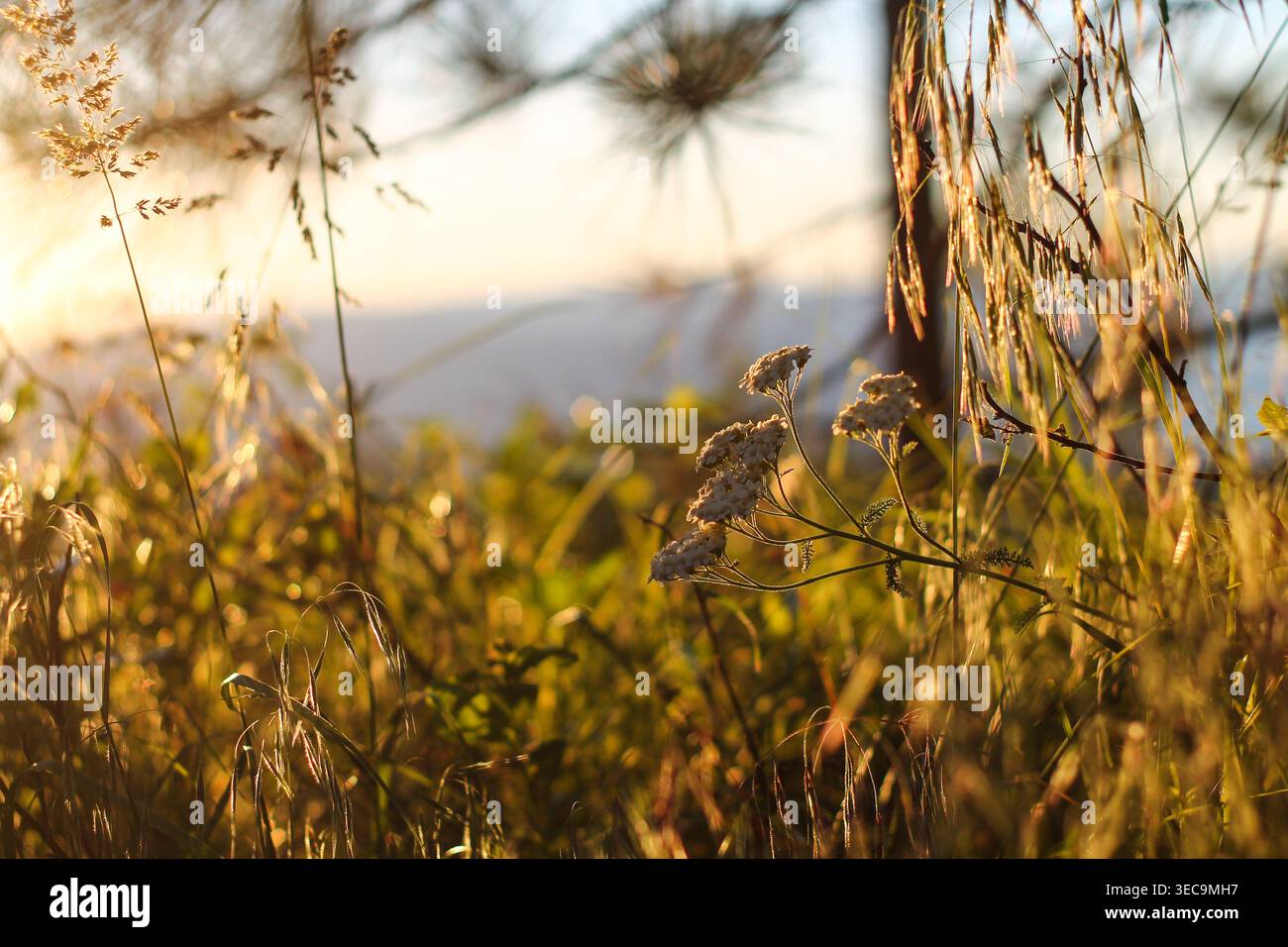 Yarrow in un prato alpino al tramonto Foto Stock