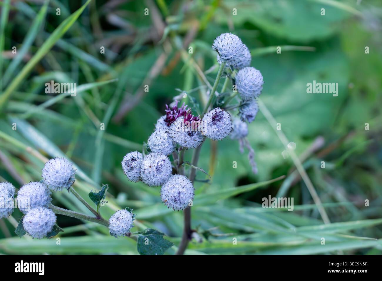 Lo strano Spiky e i Fiori lanuginosi di Burdock lanoso Foto Stock