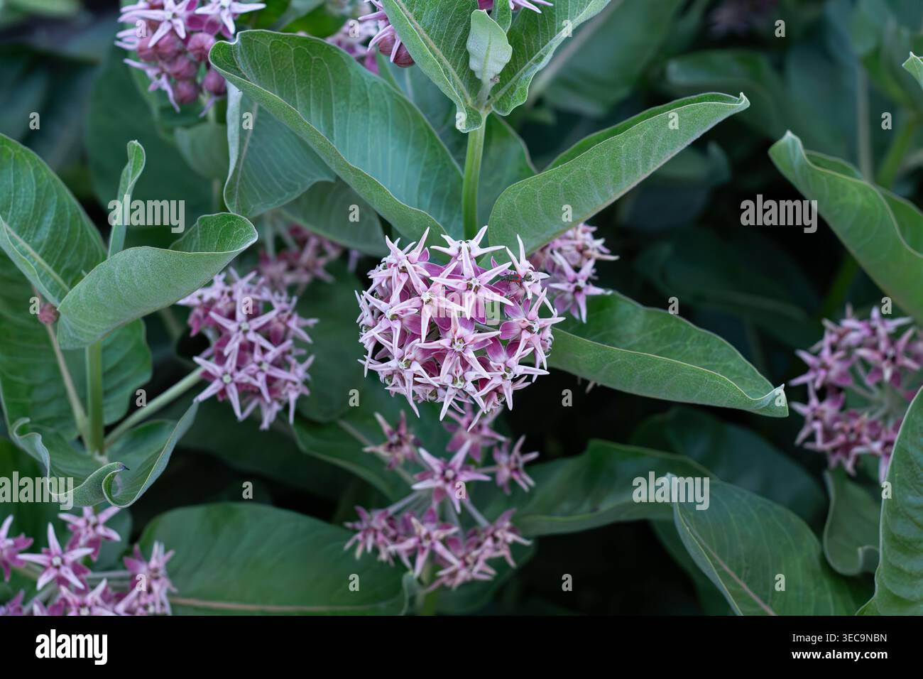 Showy Milkweed, pianta ospitante per le farfalle Foto Stock