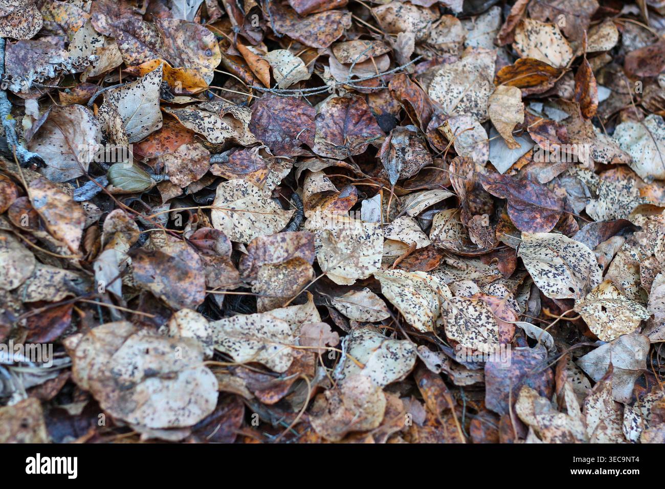 Grana di fondo di foglie croccanti di colore marrone secco Foto Stock