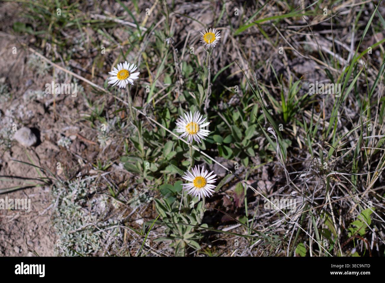 Margherite alpine di Aster viola pallido nell'habitat alpino secco Foto Stock