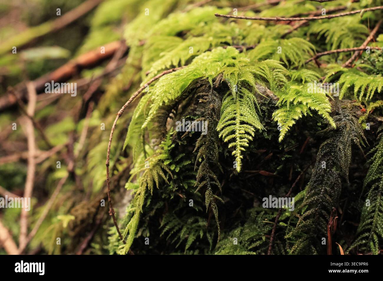 Copertina a cascata di Oregon Beaked Mosses Foto Stock