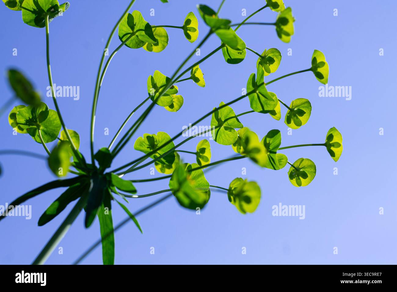 Cieli estivi e vistosi fiori verdi di frondoso Spurga Foto Stock