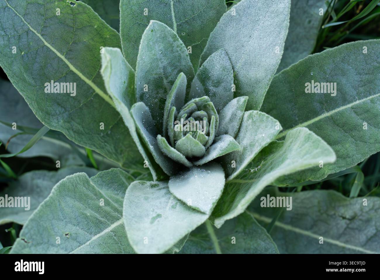 Grande rosetta mullein ricoperta di rugiada Foto Stock