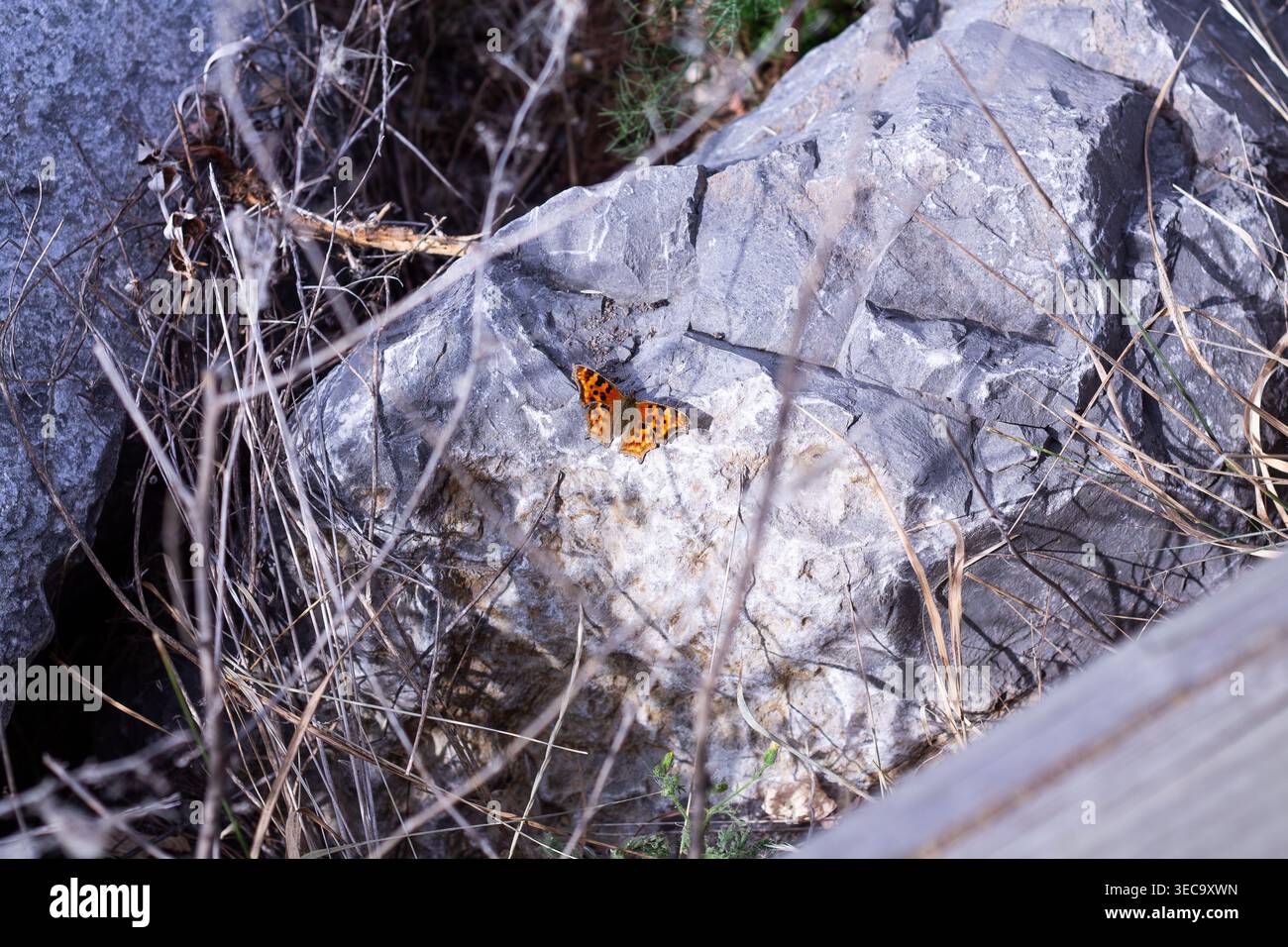 A Little Orange Butterfly, il Satyr comma si crogiola alla luce del sole autunnale Foto Stock
