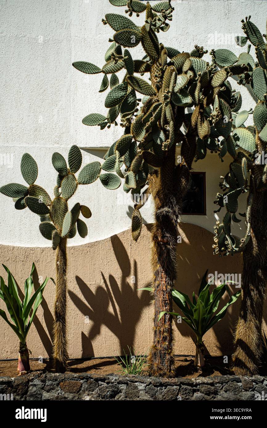 Cactus di fichi d'India che getta ombre accanto a un muro illuminato dal sole nelle Isole Galapagos, Ecuador. Foto Stock