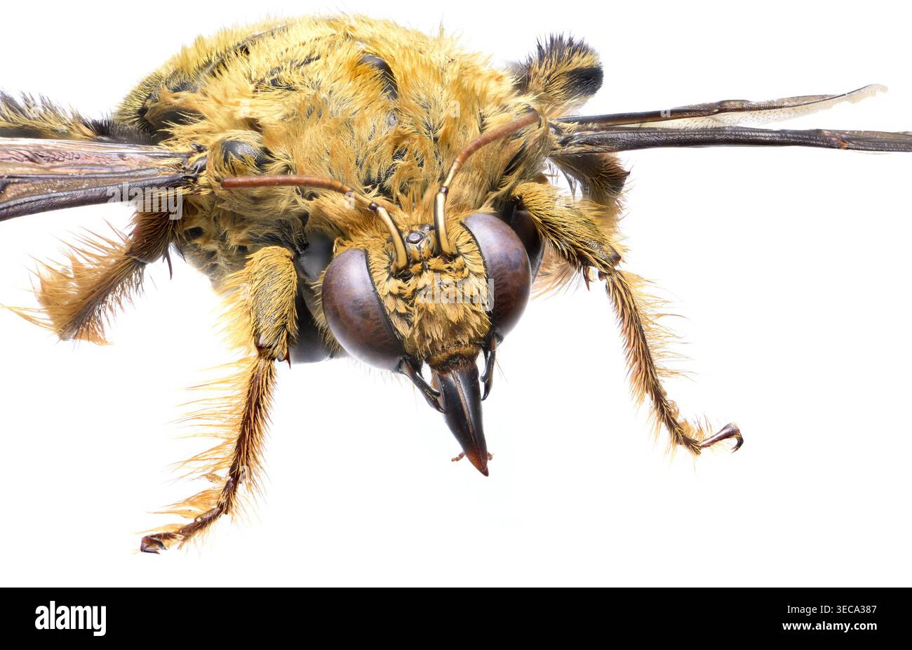 Femmina di carpentiere giallo (Xylocopa aestuans) - originaria dell'Africa settentrionale, del Medio Oriente e del Sud-est asiatico. Primo piano di un campione morto Foto Stock
