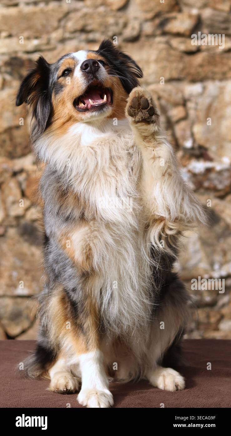 Un cane da pastore blu merle seduto sulle zampe posteriori e alzando la zampa anteriore come se desse un cinque alto o agitasse. Il cane ha la bocca aperta in un felice Foto Stock