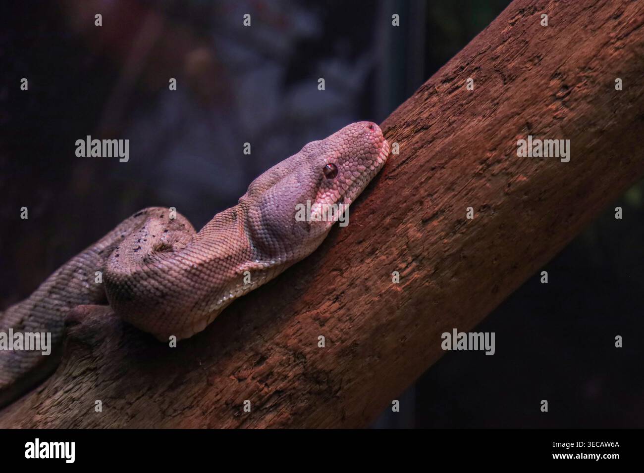 Segmento testa e corpo di un grande serpente costrittore con scaglie chiare e dettagliate poggiate su un tronco di legno grezzo. Catturati con profondità di campo bassa Foto Stock
